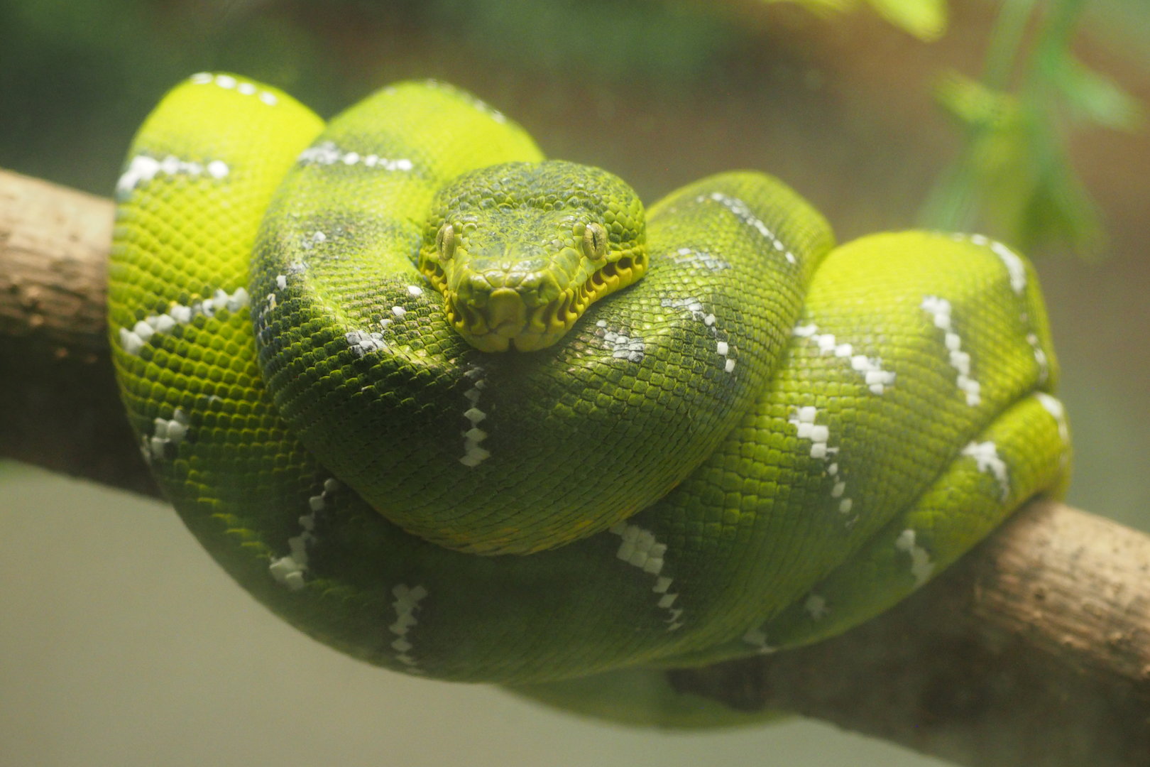Emerald Tree Boa