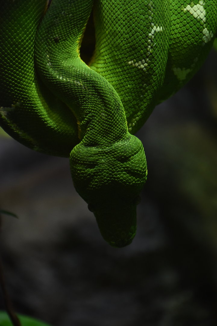 Emerald tree boa