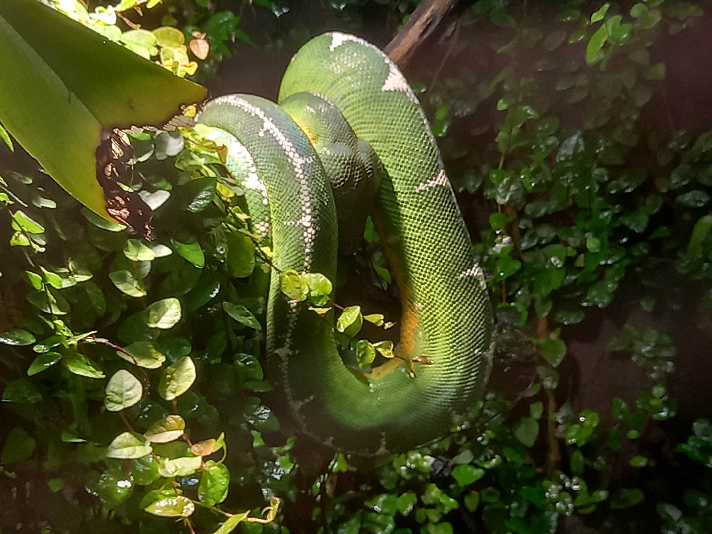Emerald Tree Boa