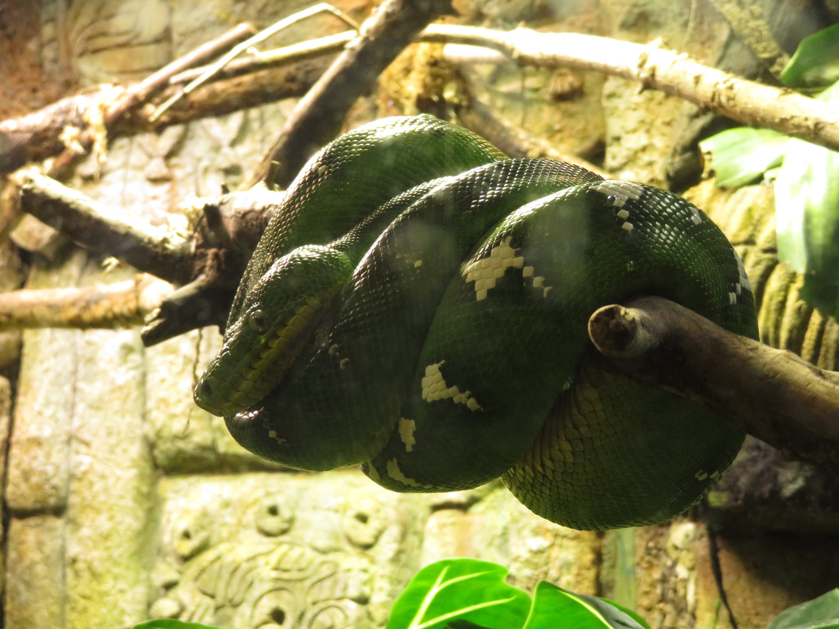 Emerald Tree Boa