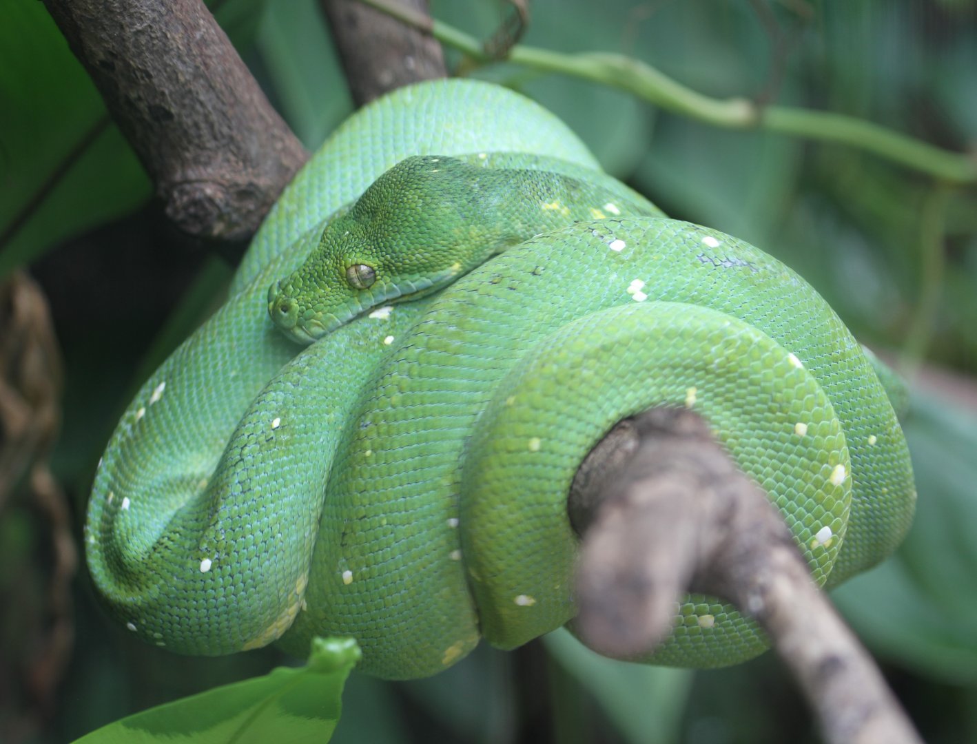 Emerald Tree Boa