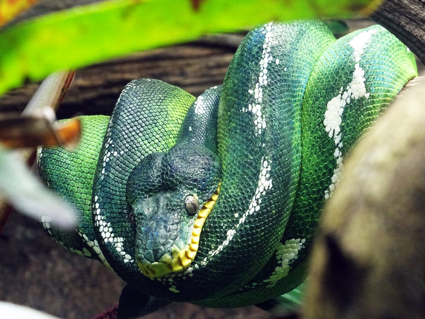 Emerald Tree Boa