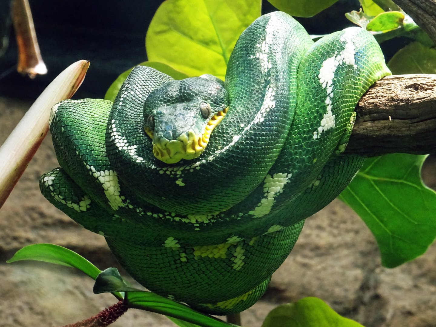 Emerald Tree Boa