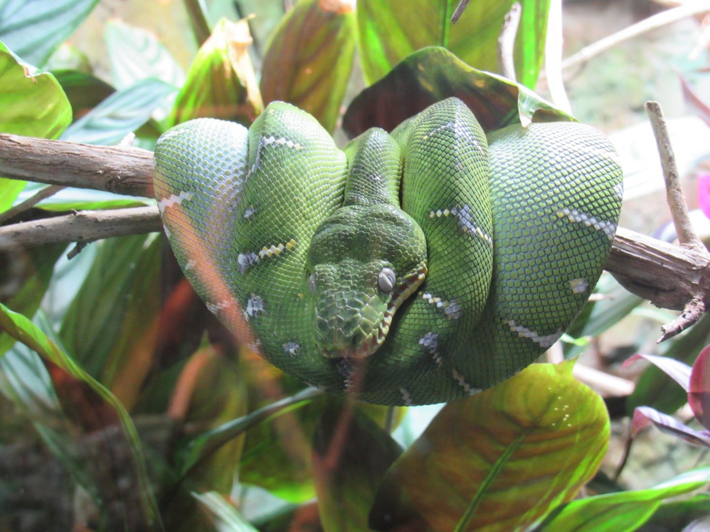 Emerald tree boa