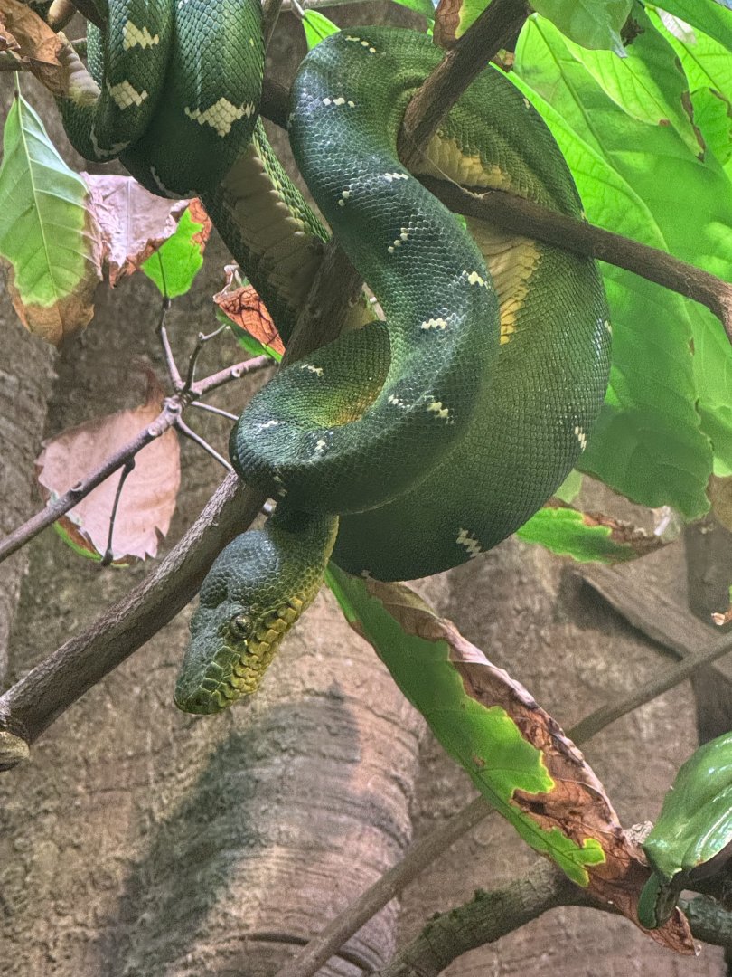 Emerald tree boa