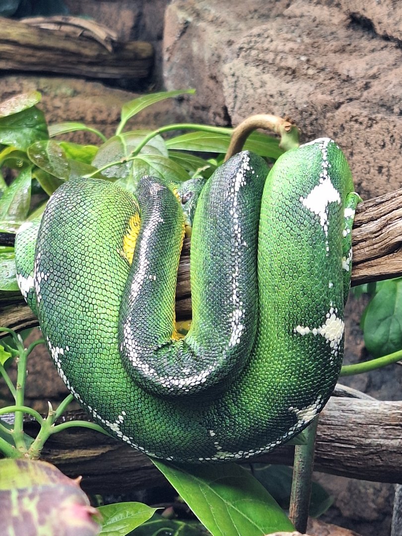 Emerald Tree Boa