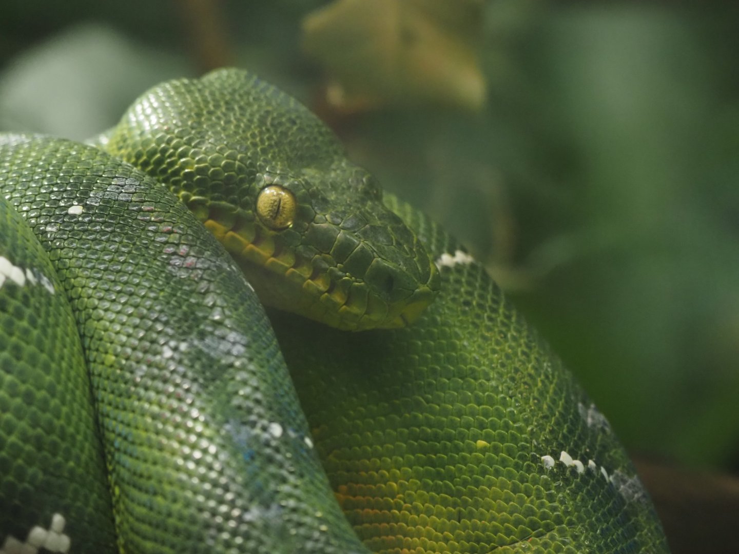 Emerald Tree Boa