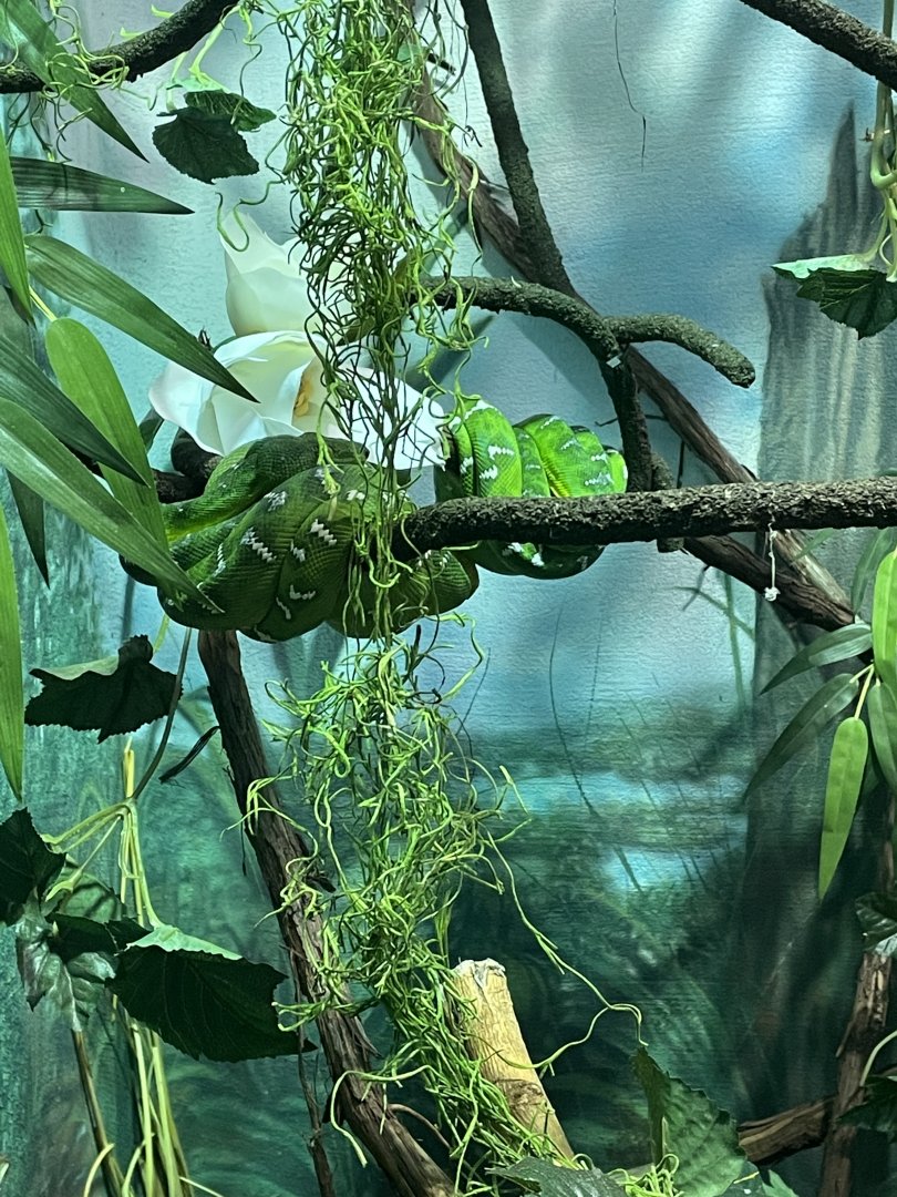 Emerald Tree Boas (3/17/22)