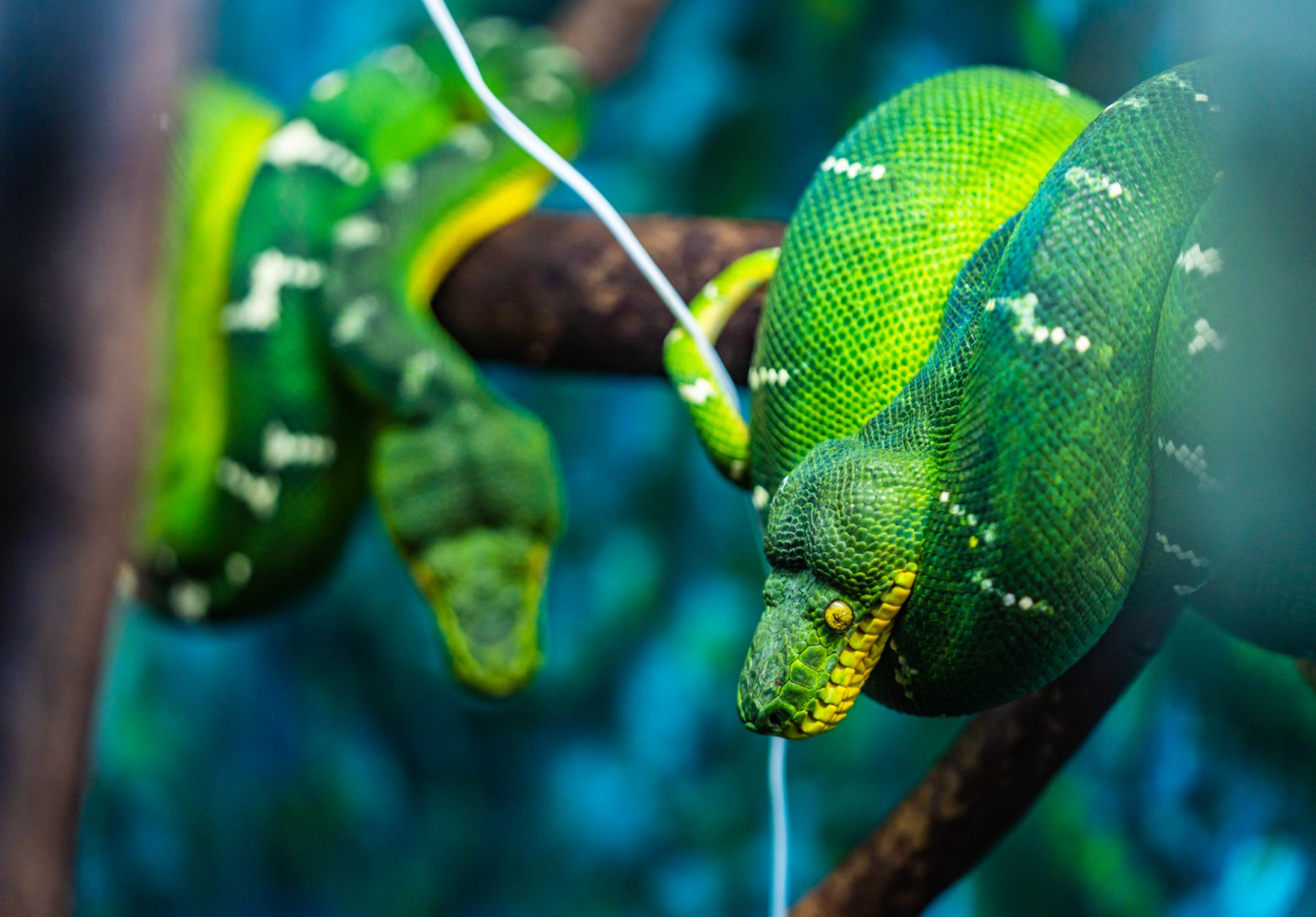 Emerald Tree Boas
