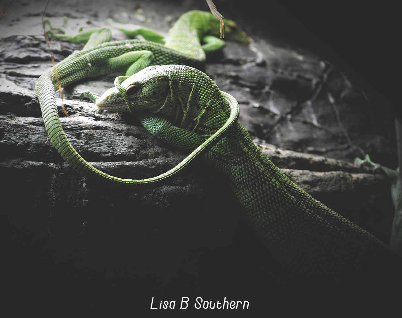 emerald tree monitor - 04.07.2020