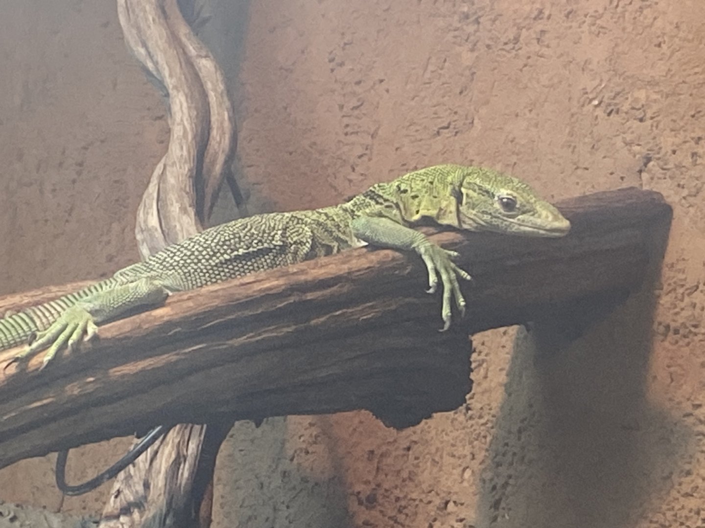 Emerald tree monitor 040324