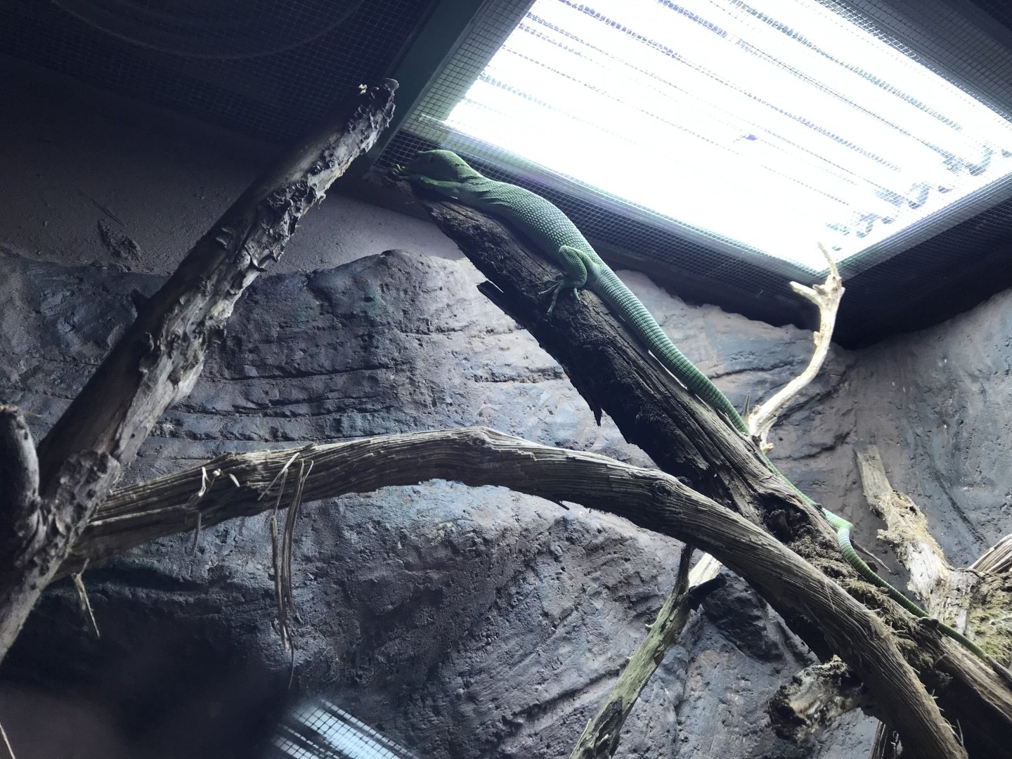 Emerald tree monitor 071019