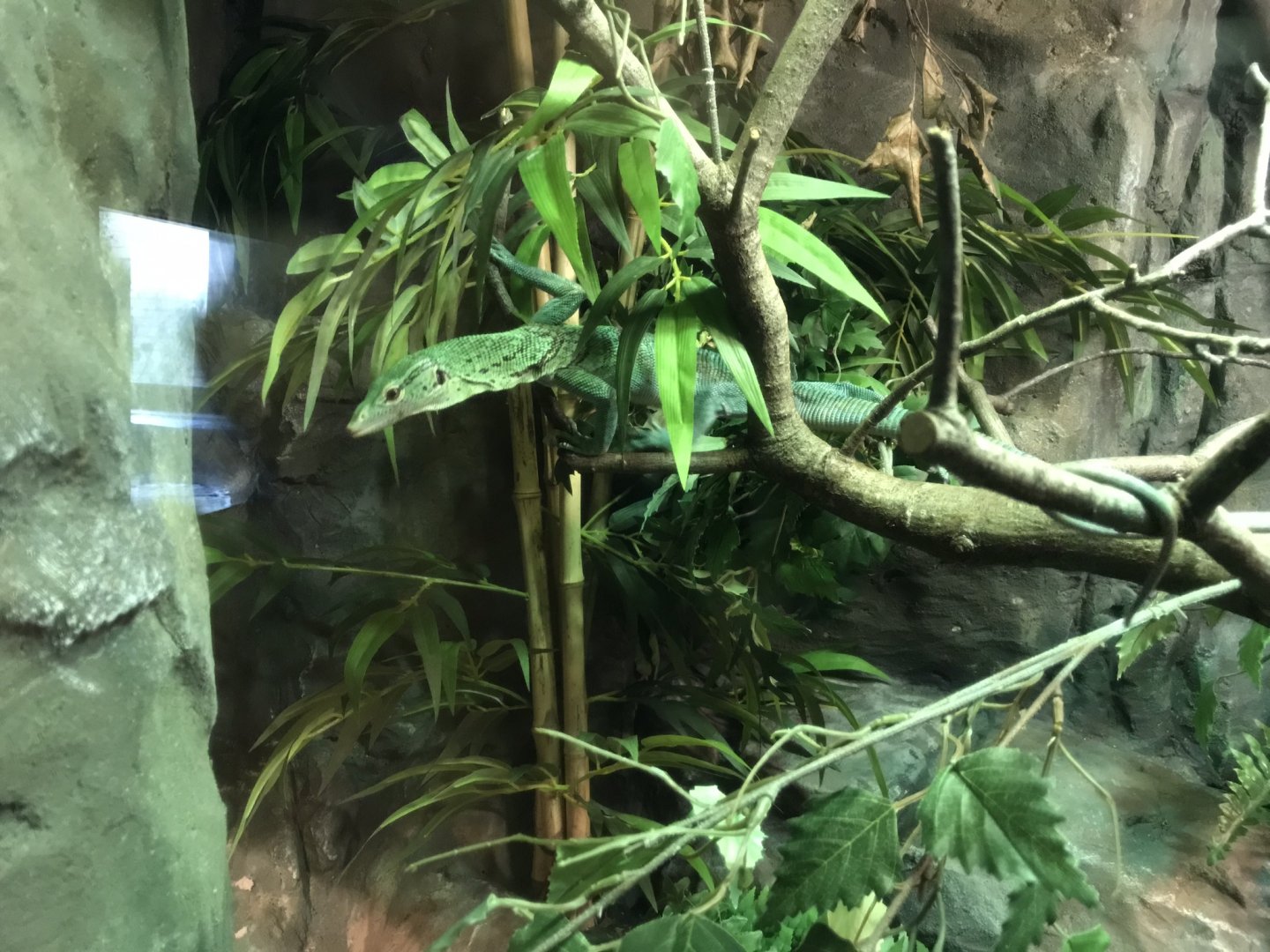 Emerald tree monitor 250318