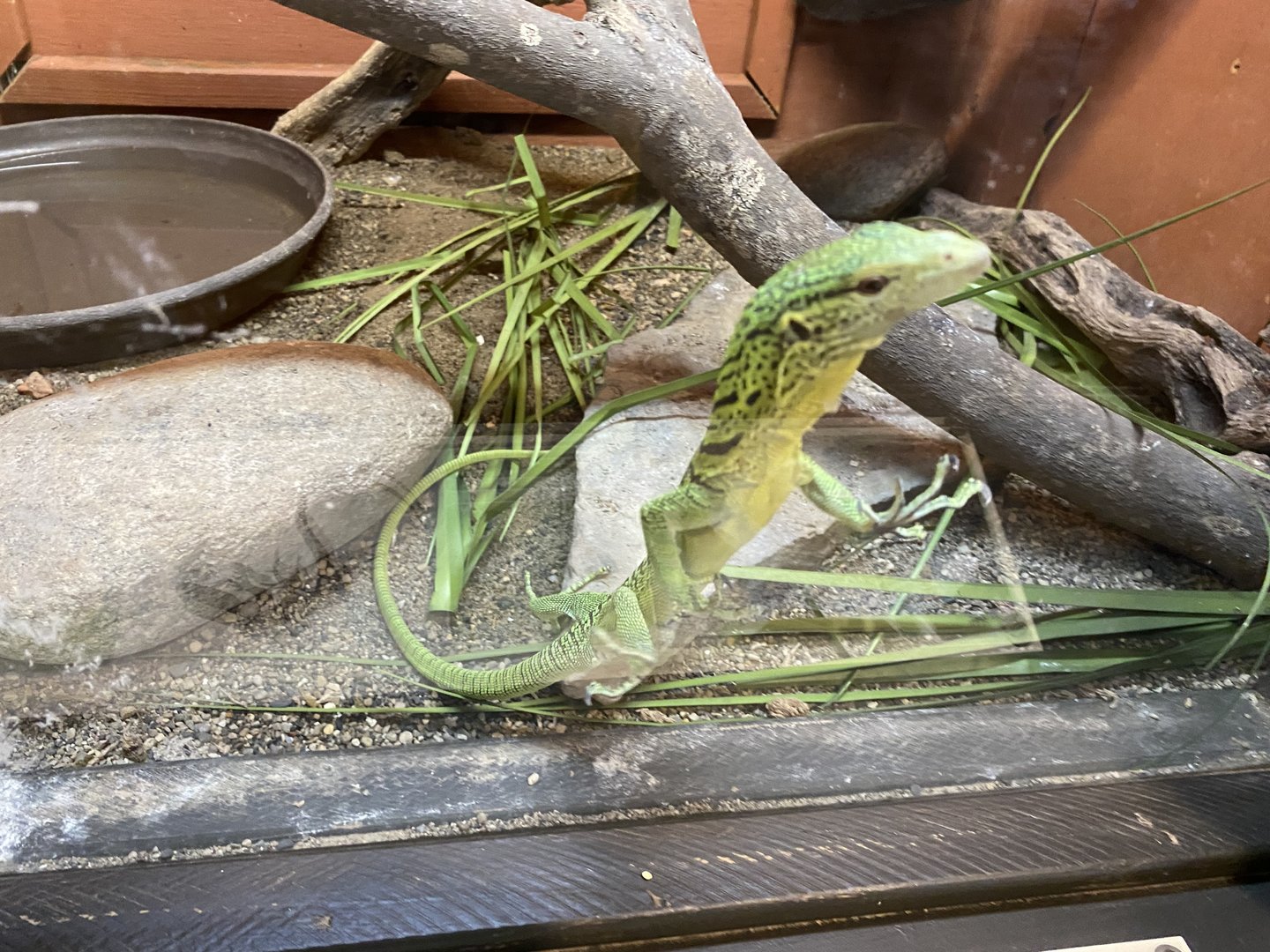 Emerald Tree Monitor - 6/22/2023