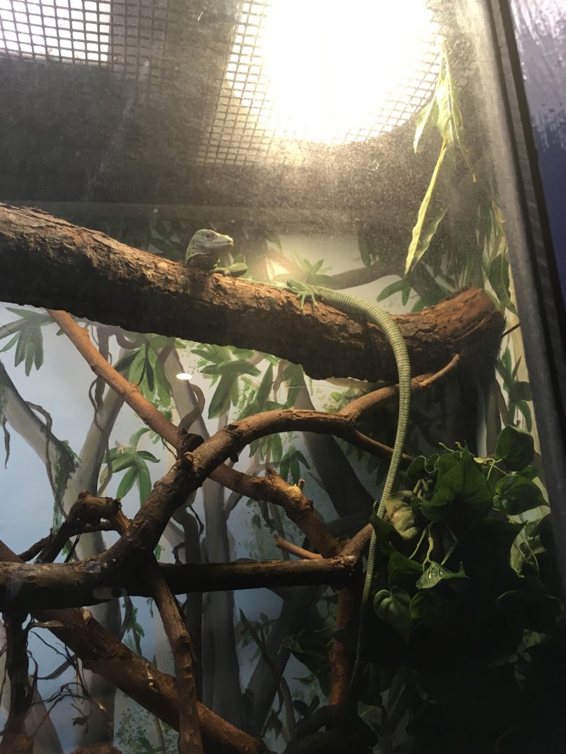 Emerald Tree Monitor | Brookfield Zoo