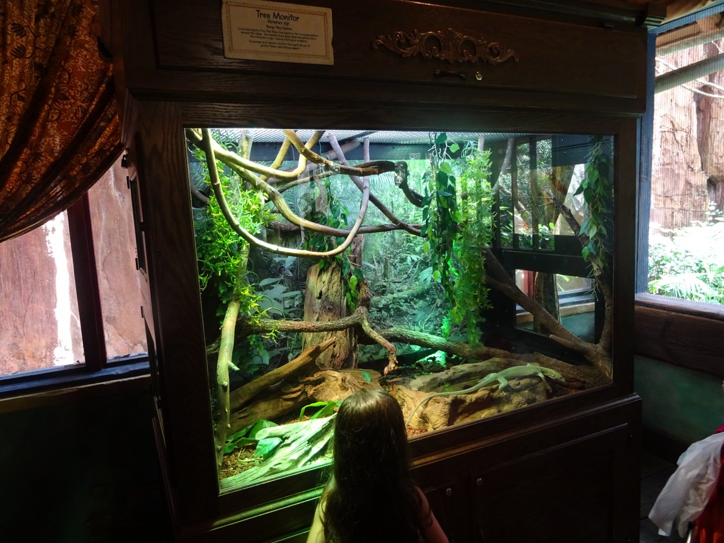 Emerald Tree Monitor Enclosure at Disney's Animal Kingdom (2014)