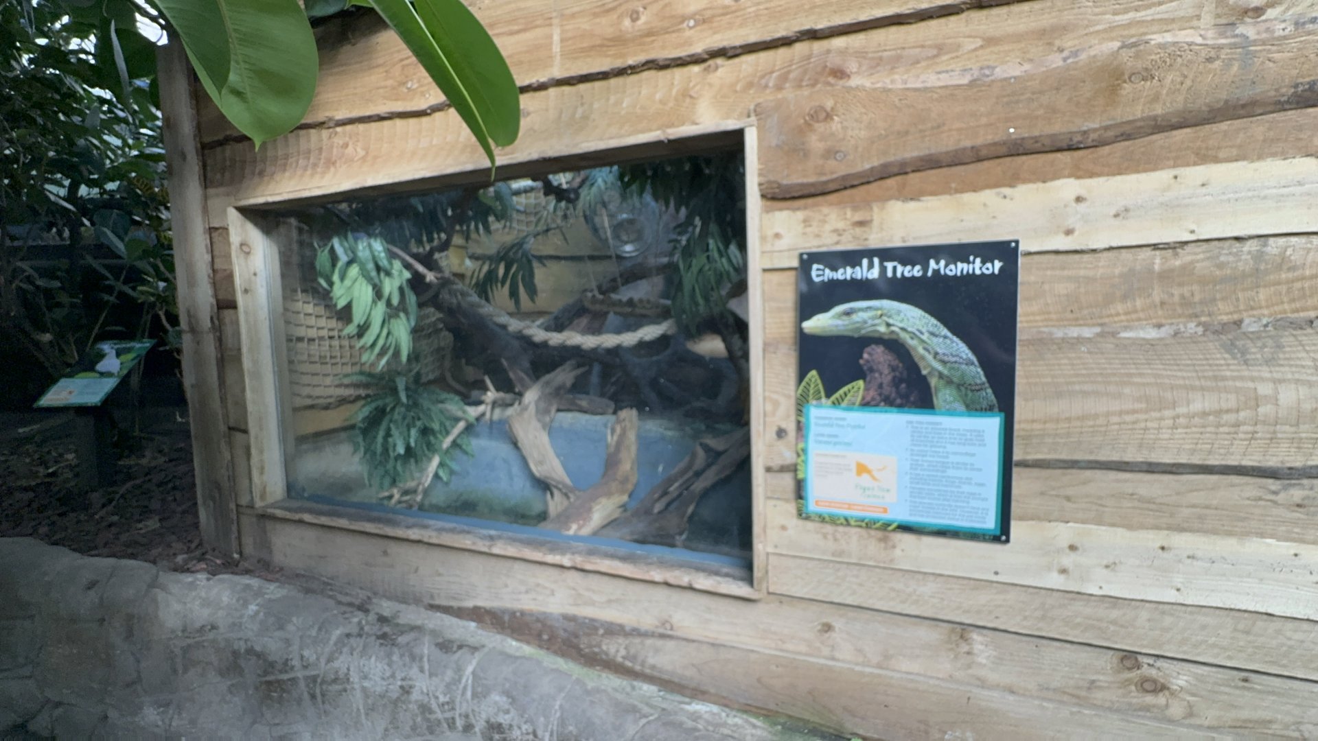 Emerald Tree Monitor Enclosure at Tropical World (October 2024)