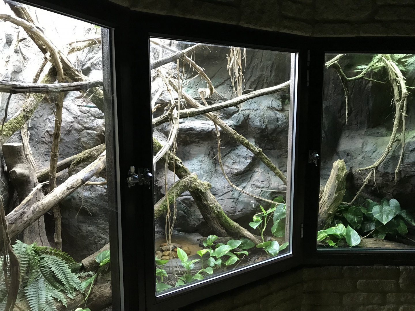 Emerald tree monitor exhibit 071019