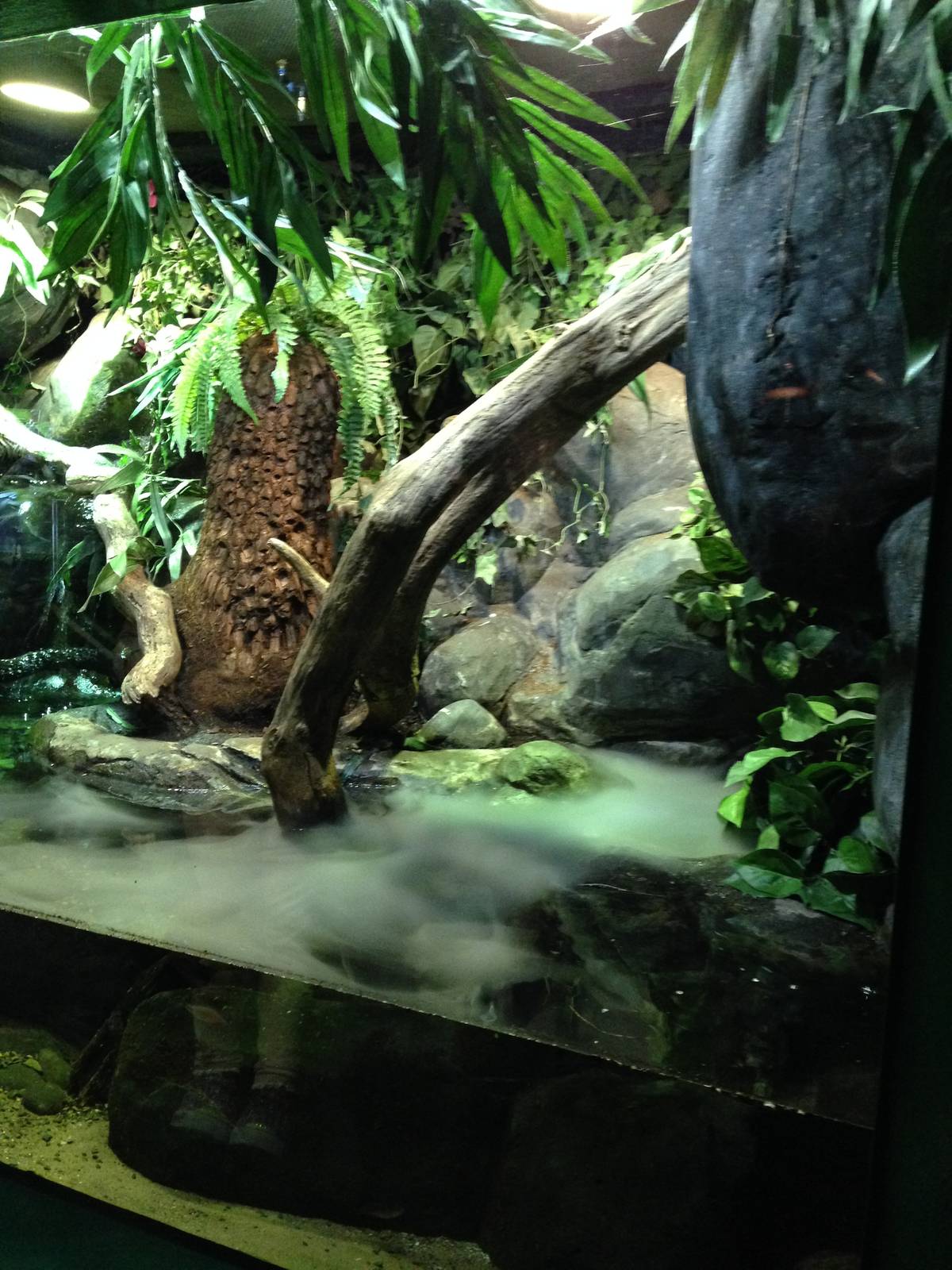 Emerald Tree Monitor Exhibit at Blue Planet Aquarium - 05/10/2013