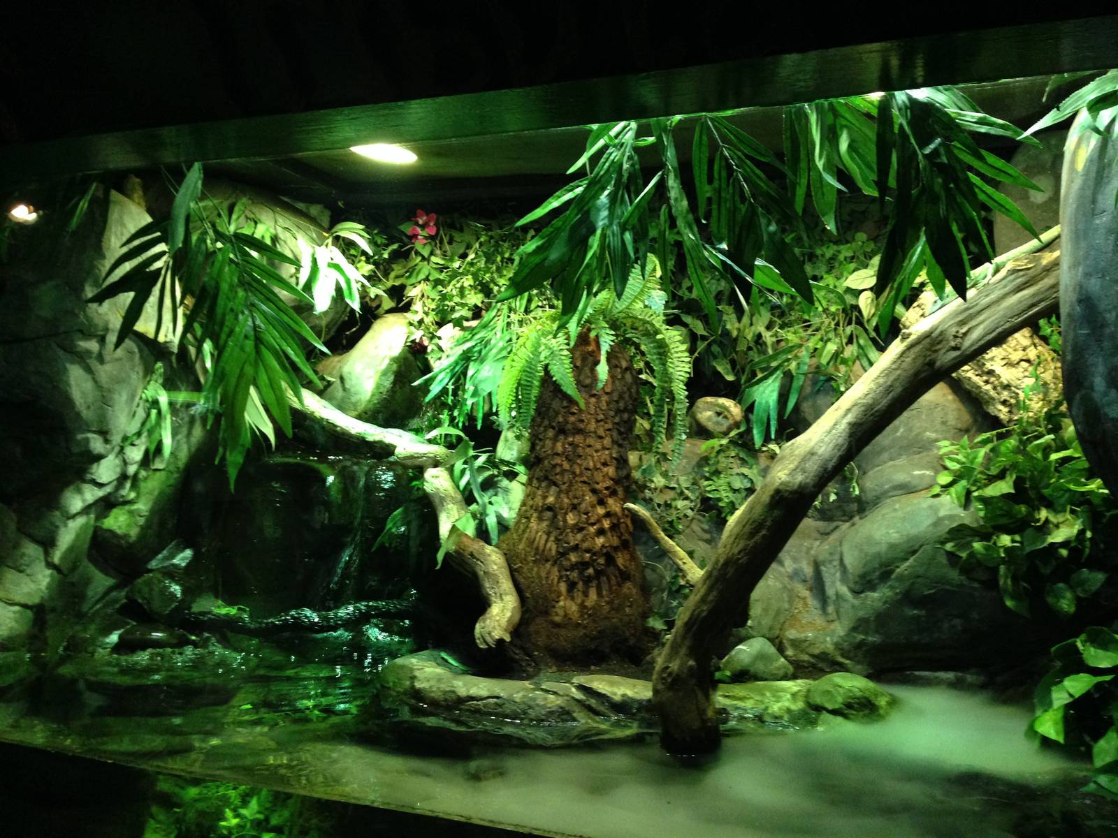 Emerald Tree Monitor Exhibit at Blue Planet Aquarium - 05/10/2013