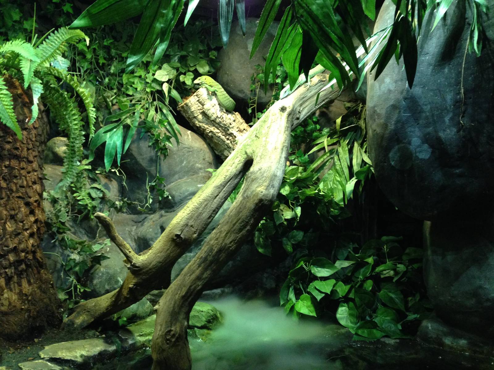 Emerald Tree Monitor Exhibit at Blue Planet Aquarium - 05/10/2013