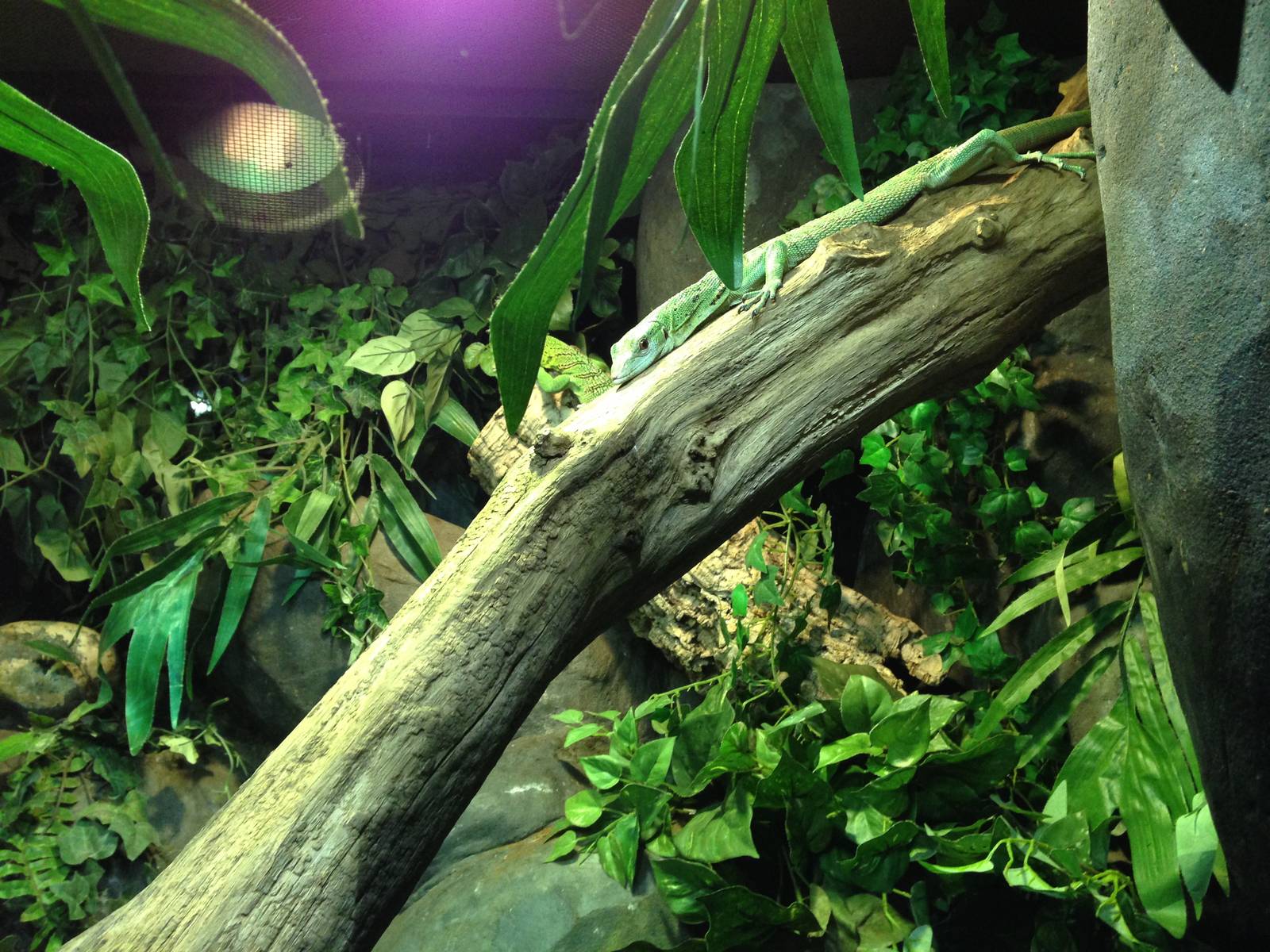 Emerald Tree Monitor Exhibit at Blue Planet Aquarium - 05/10/2013