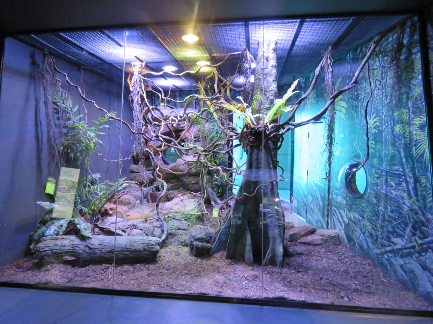 Emerald tree monitor exhibit