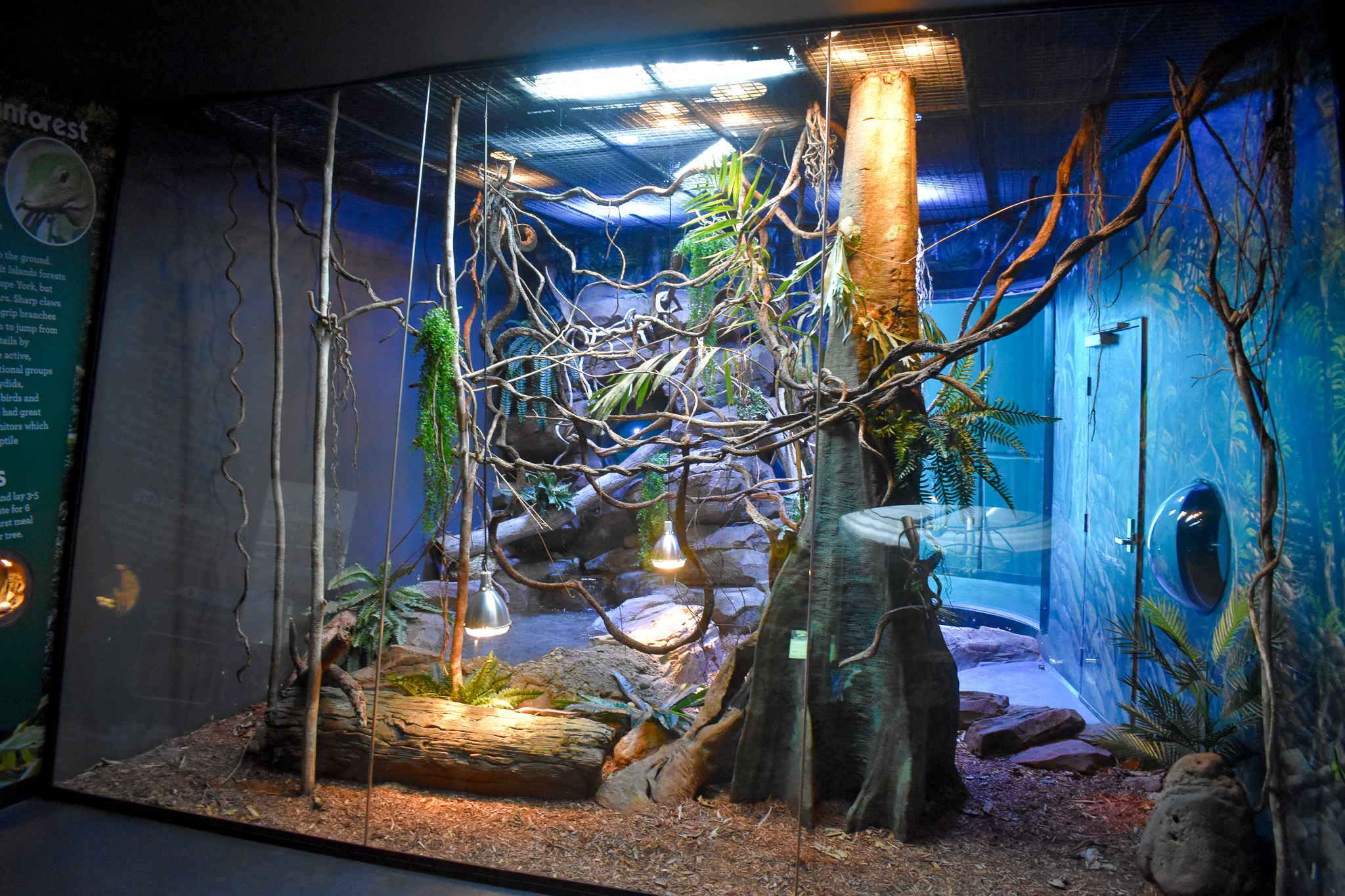Emerald Tree Monitor/Major Skink enclosure
