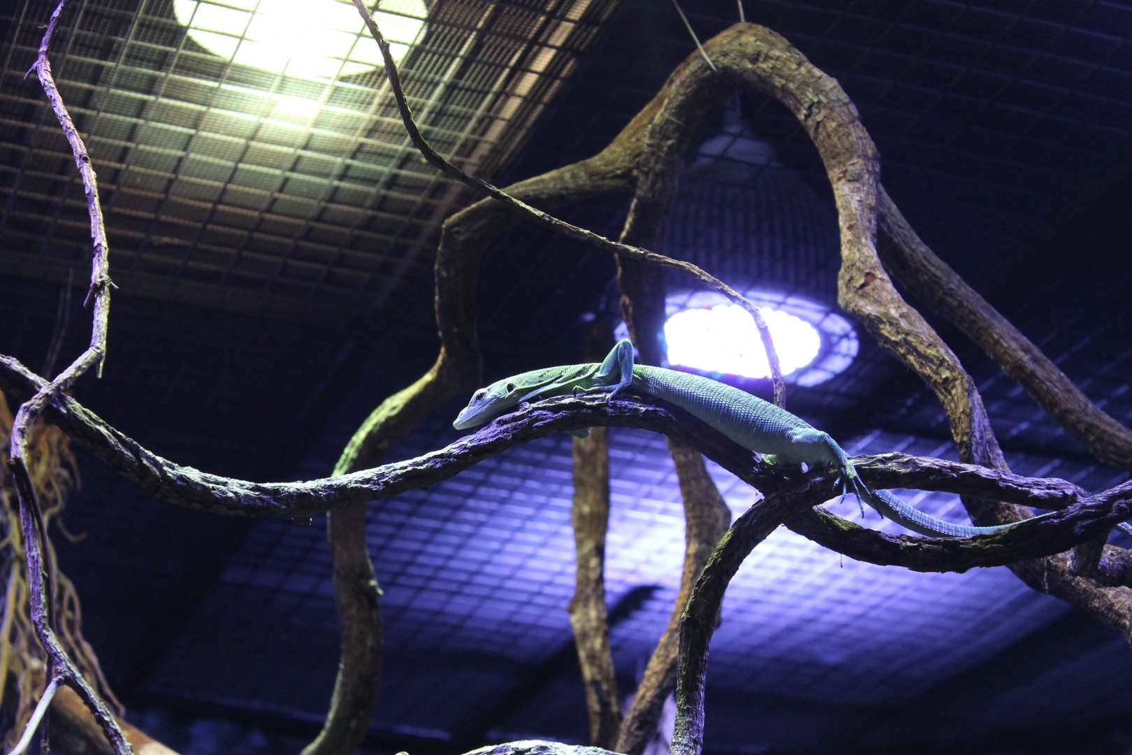 Emerald Tree Monitor (Varanus prasinus)