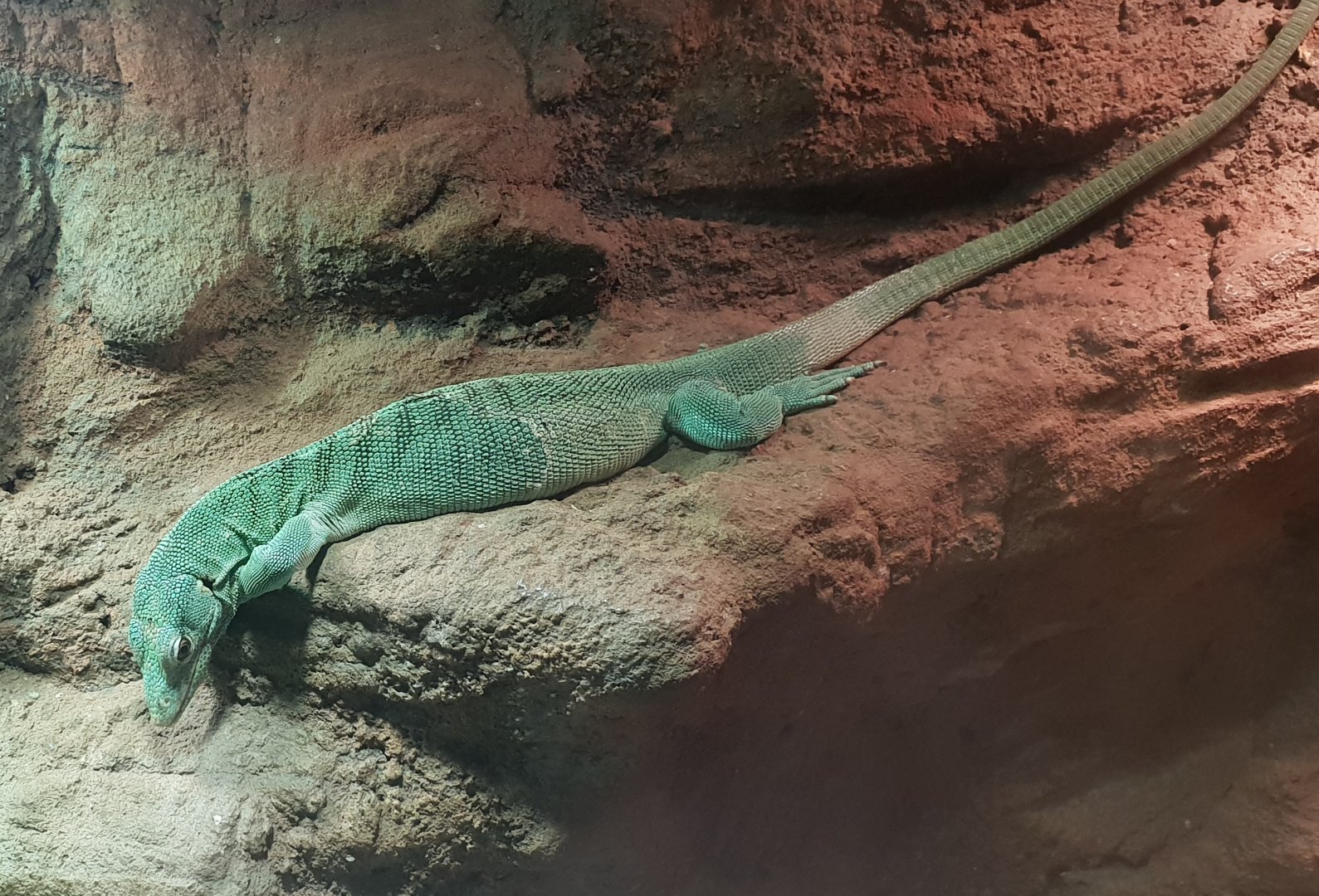 Emerald tree monitor - Varanus prasinus