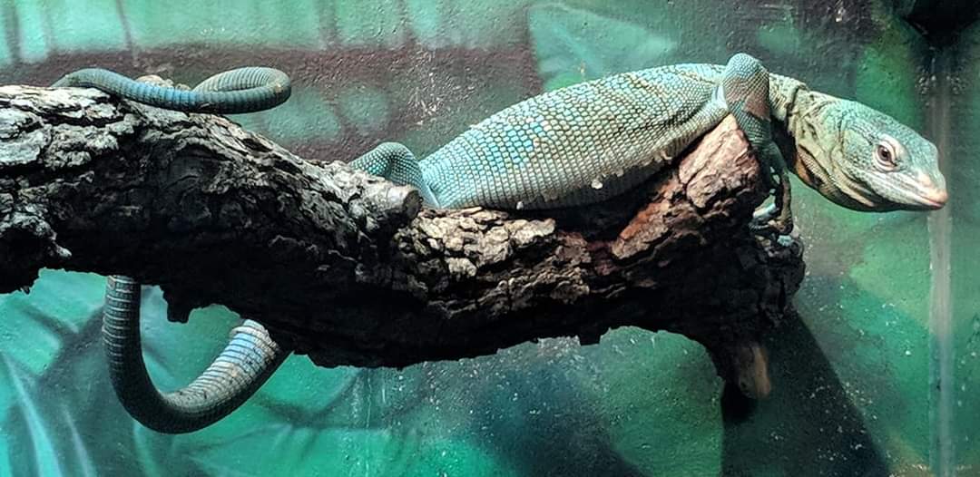 Emerald tree monitor (Varanus prasinus)