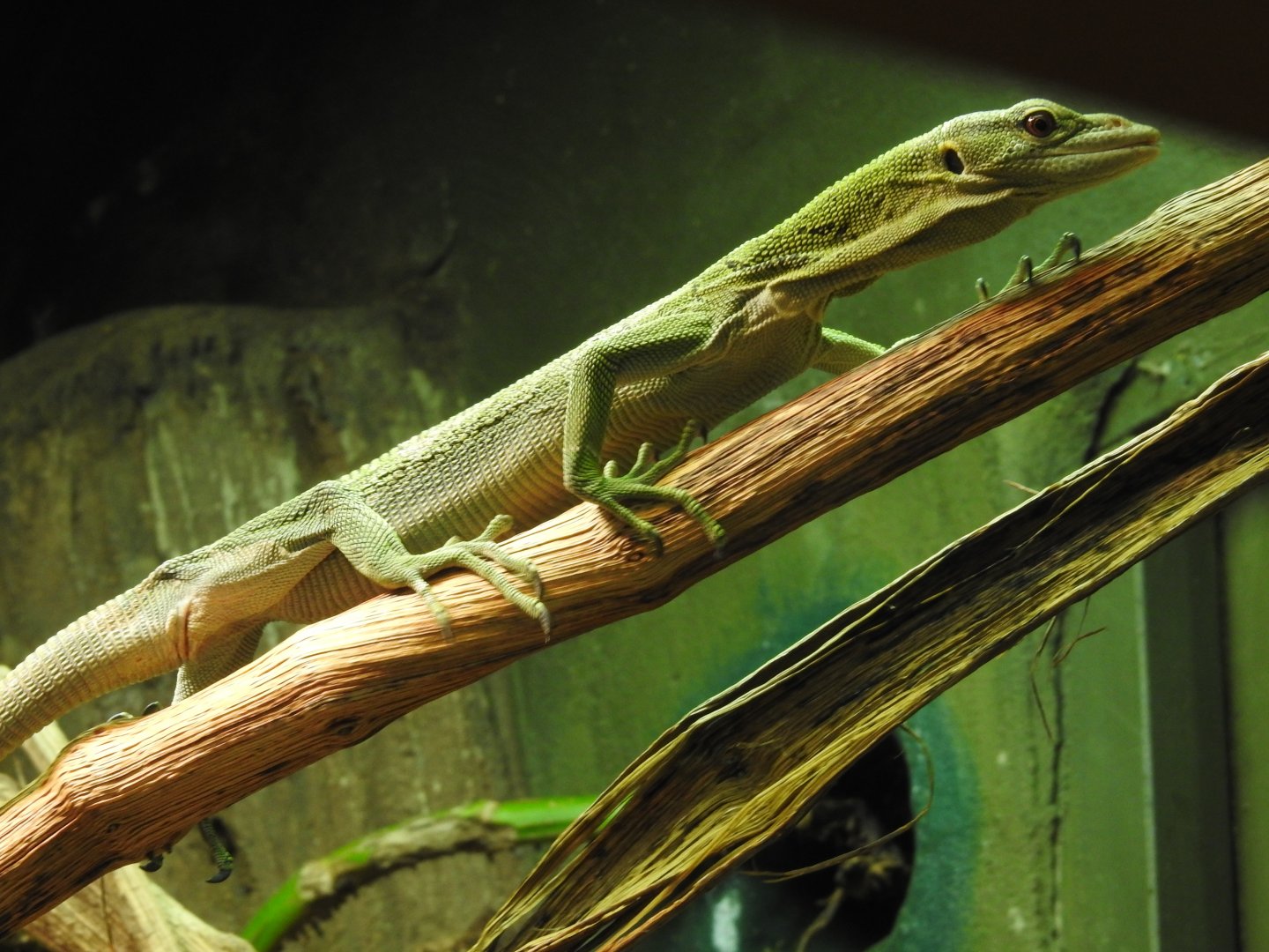 Emerald Tree Monitor (Varanus prasinus)