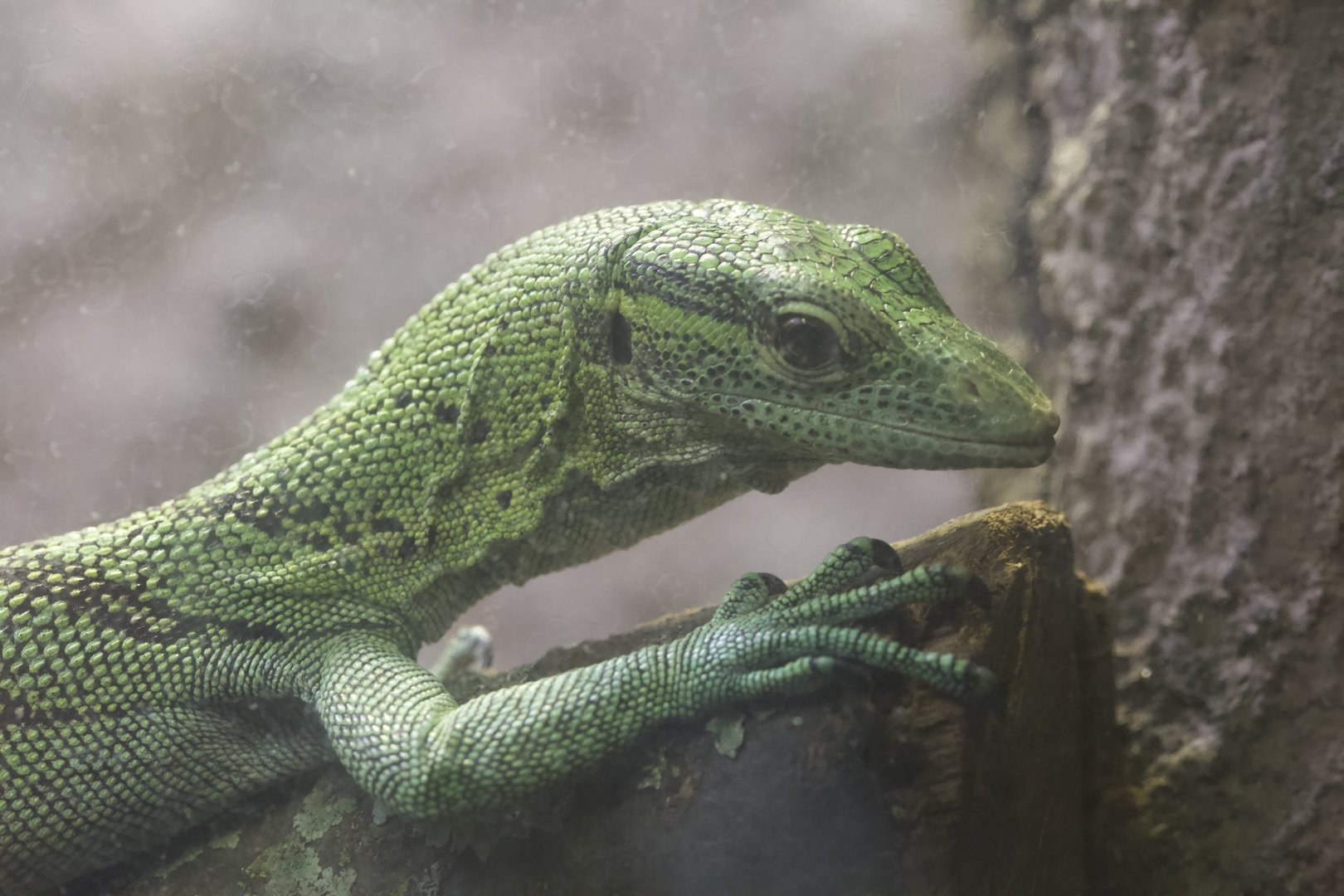 Emerald Tree Monitor/ Varanus prasinus