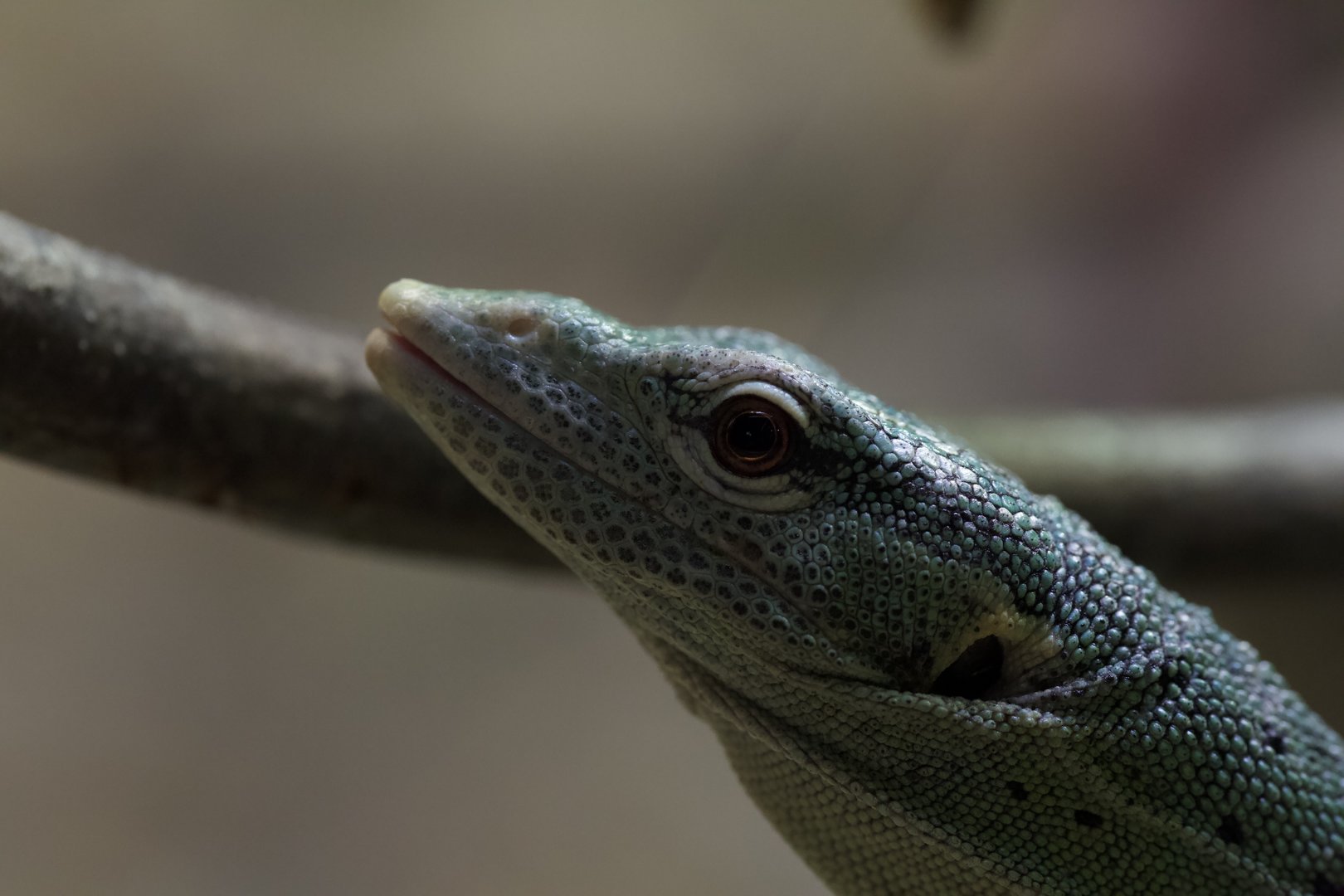 Emerald Tree Monitor/ Varanus prasinus