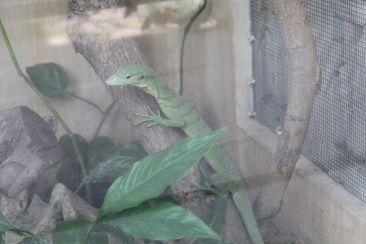 Emerald tree monitor (Varanus prasinus)