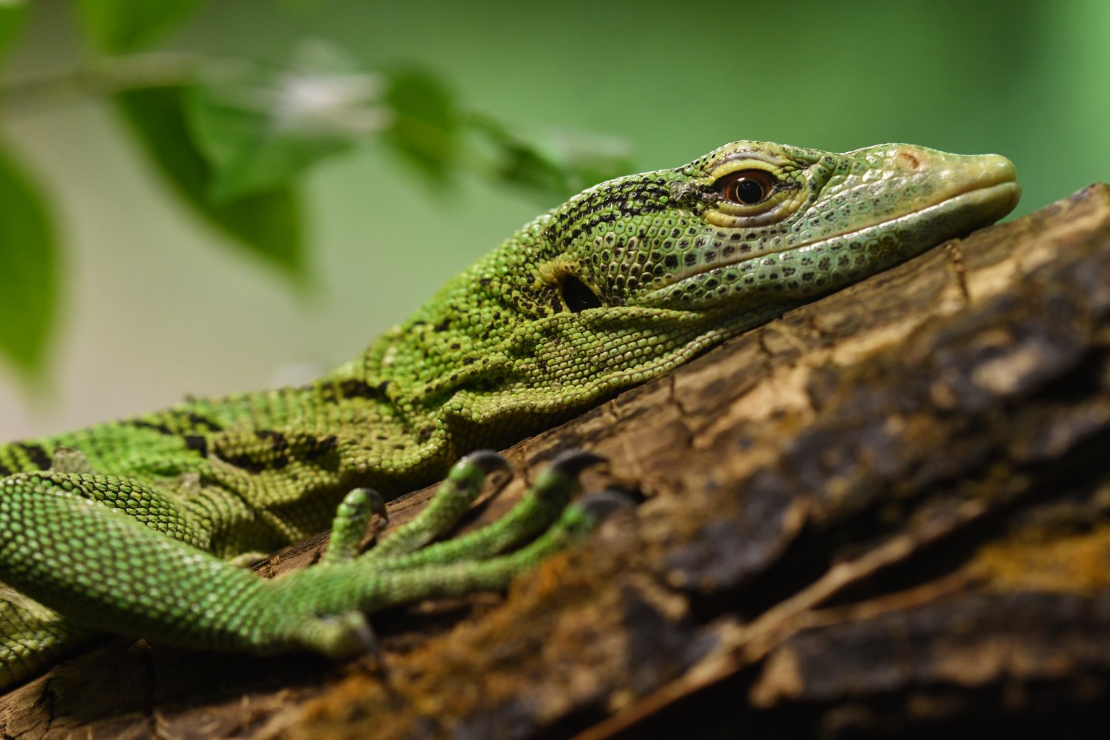 Emerald tree monitor (Varanus prasinus)