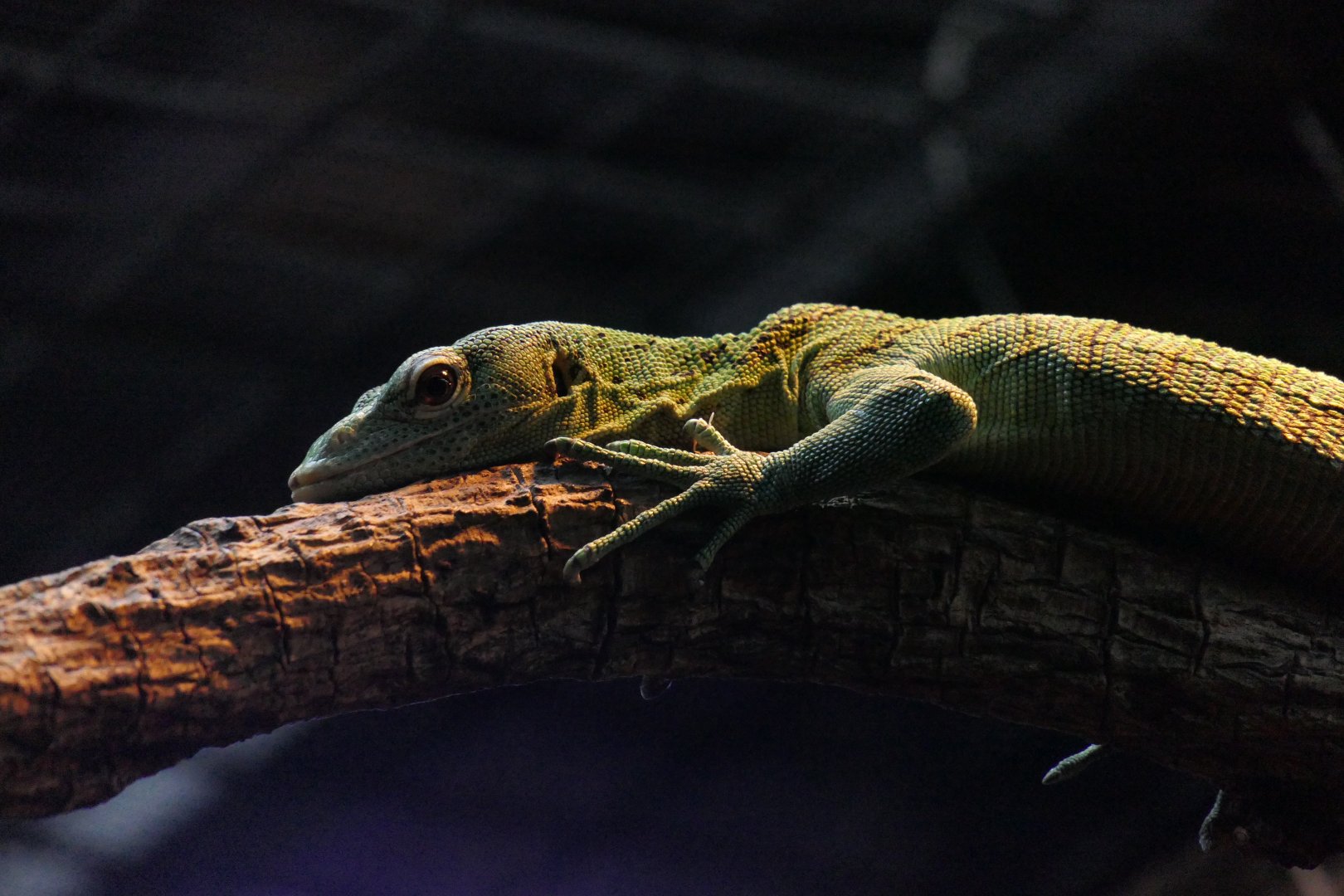 Emerald Tree Monitor (Varanus prasinus)