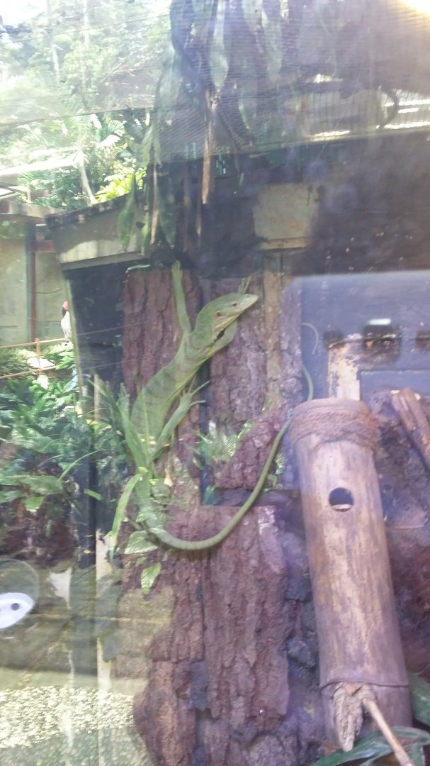 Emerald tree monitor (Varanus prasinus)