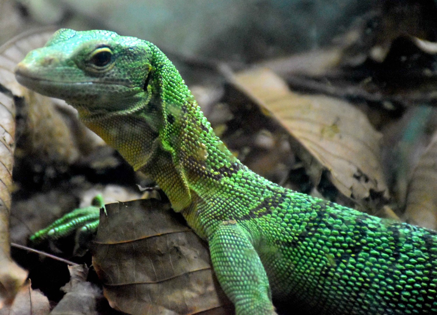 Emerald Tree Monitor (Varanus prasinus)