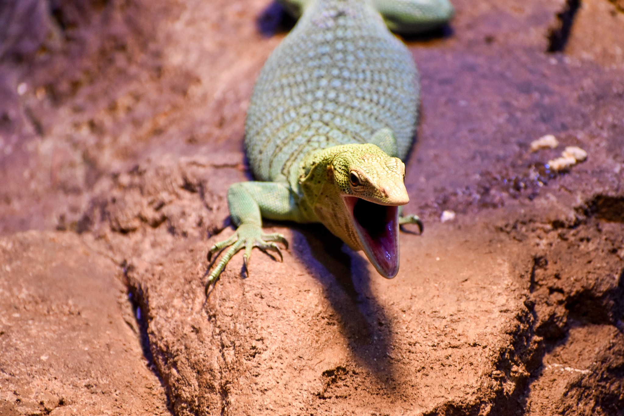 Emerald Tree Monitor yawning