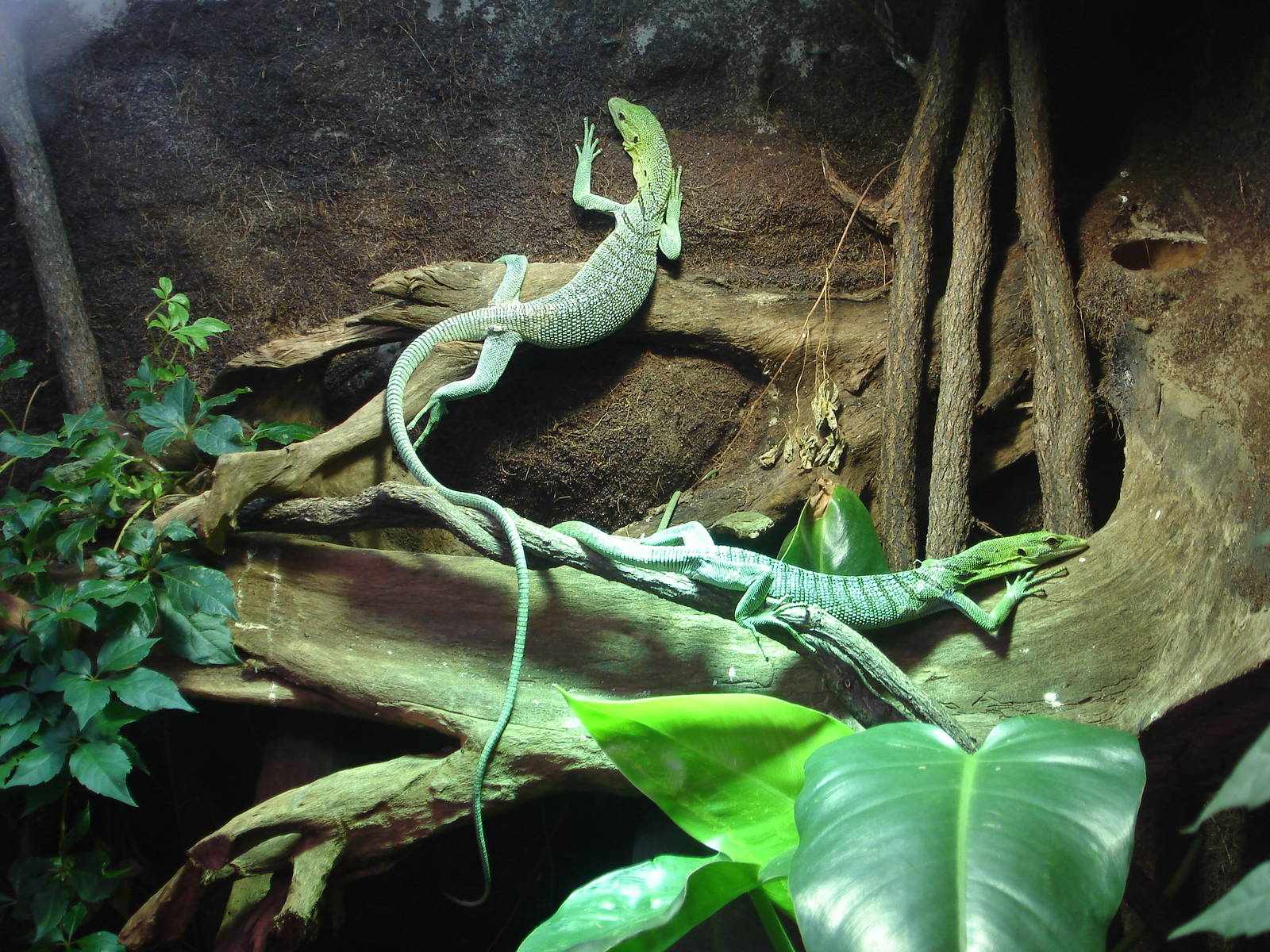 Emerald tree monitor