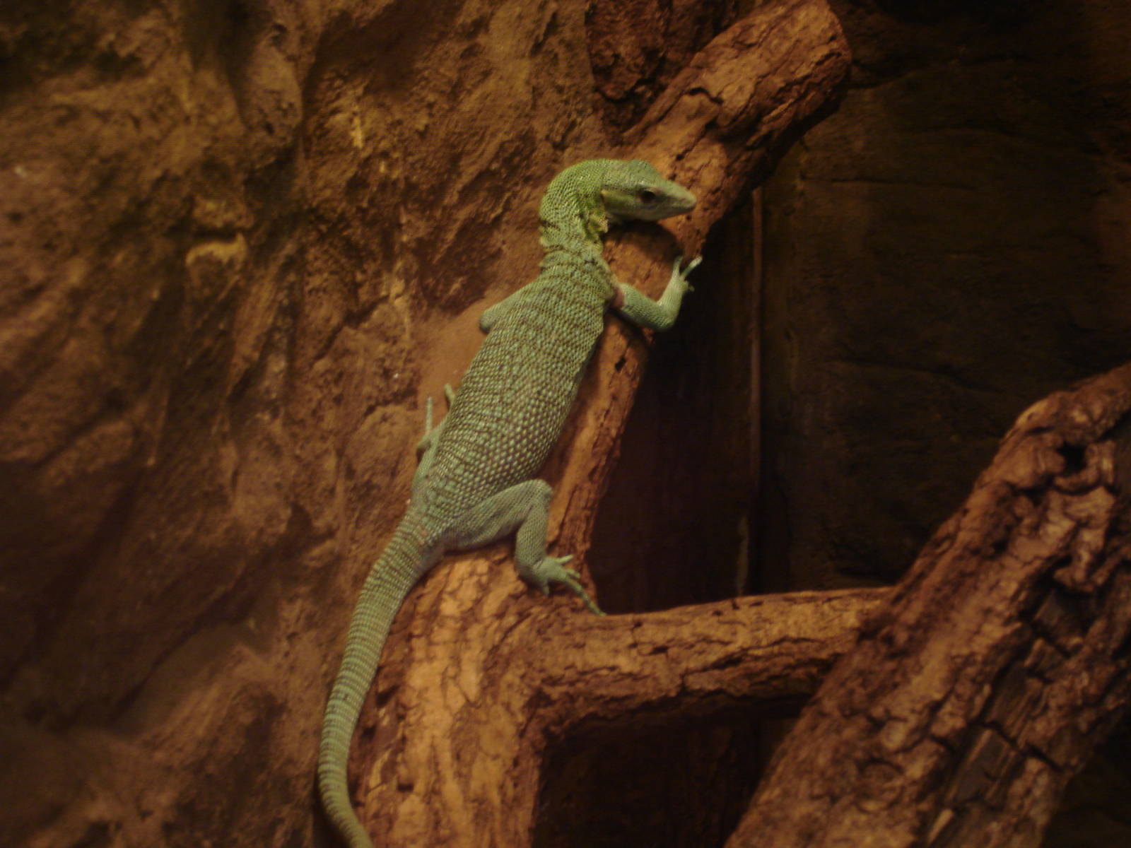 Emerald tree monitor
