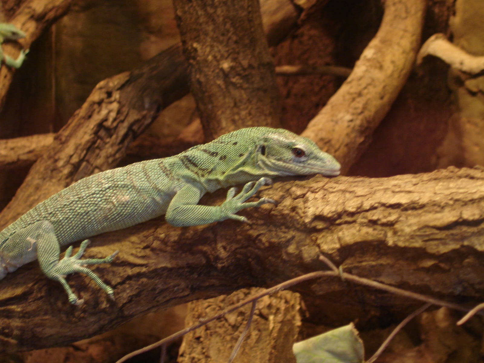 Emerald tree monitor