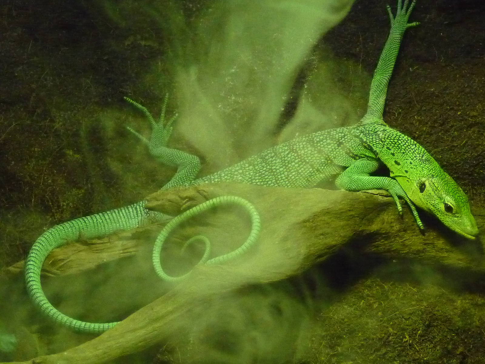 Emerald tree monitor