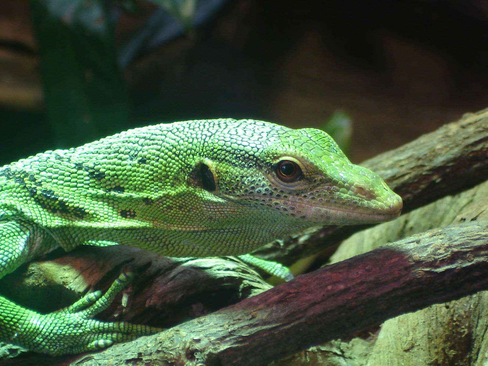 Emerald tree monitor