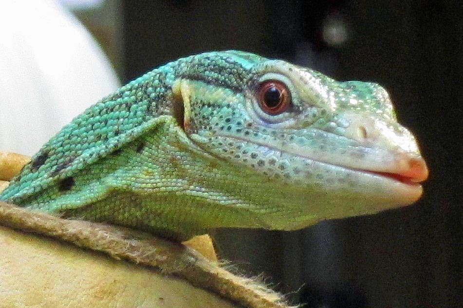 Emerald Tree Monitor
