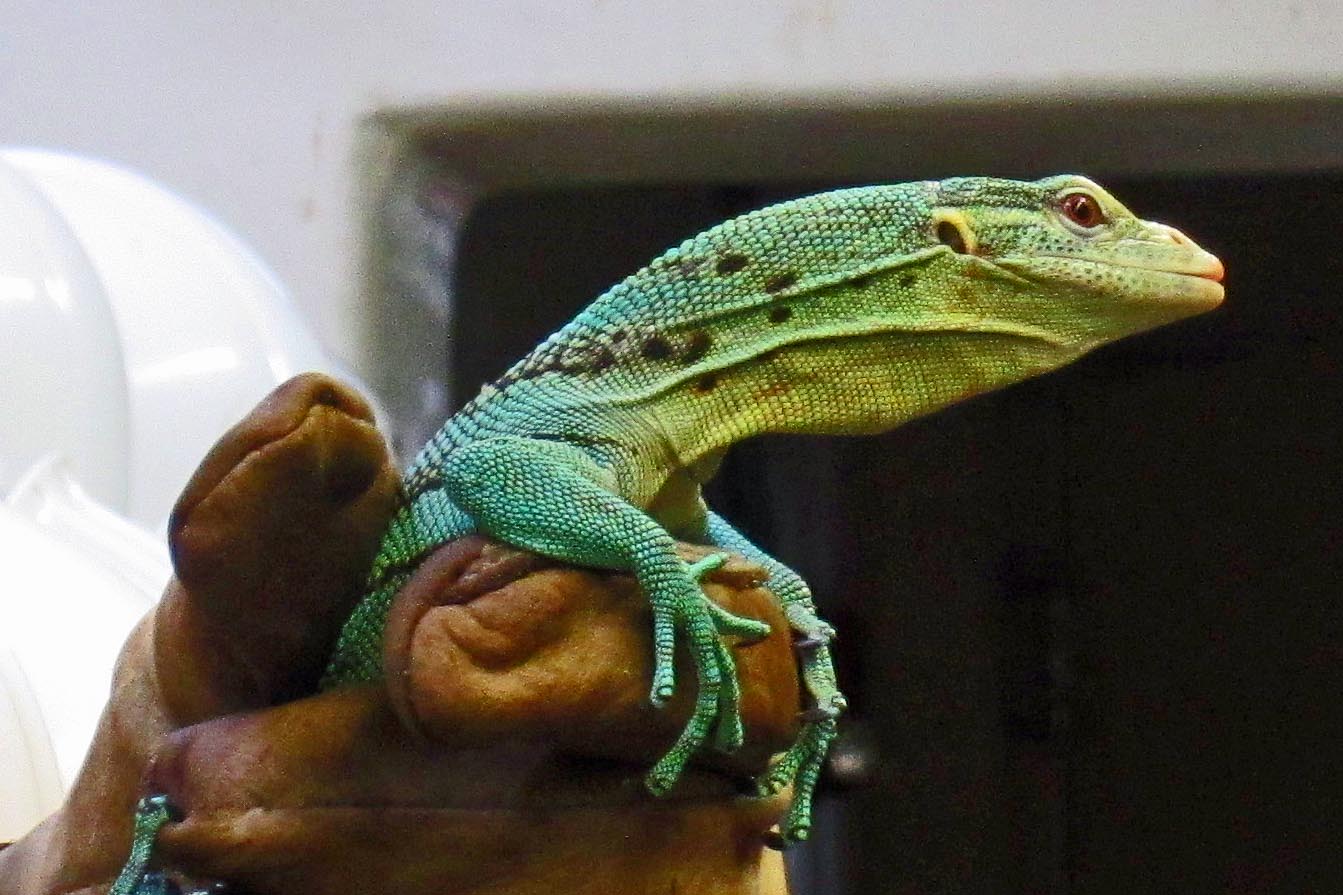 Emerald Tree Monitor