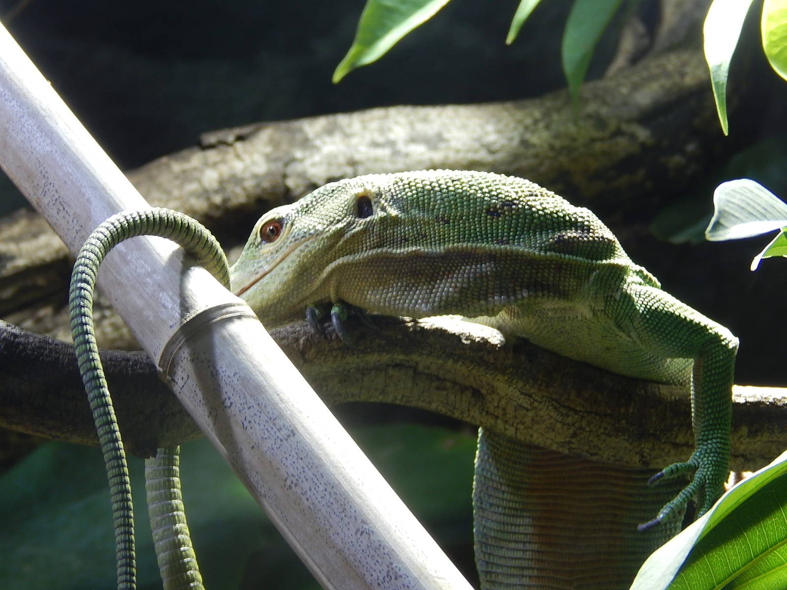 Emerald Tree monitor