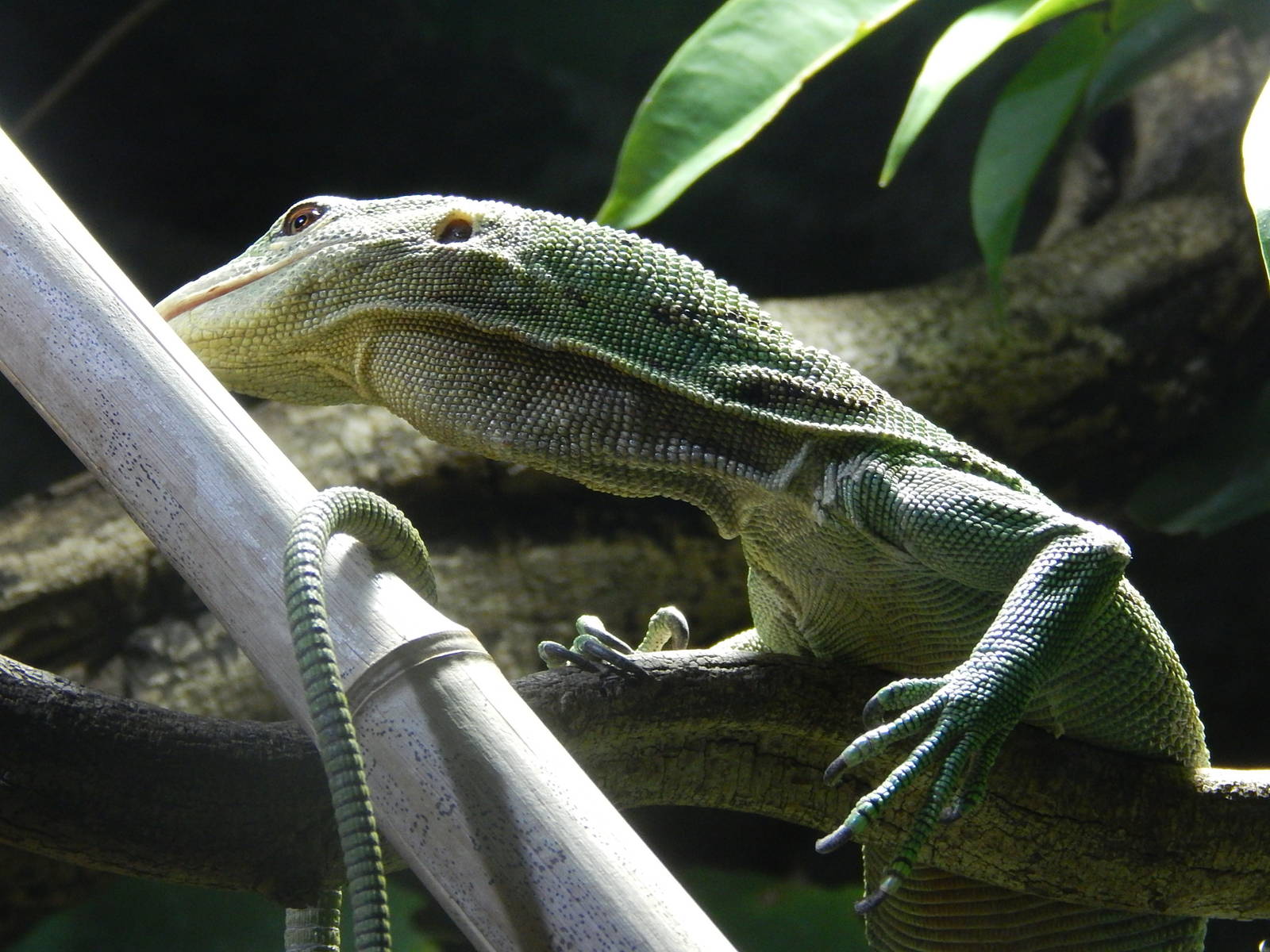 Emerald Tree Monitor