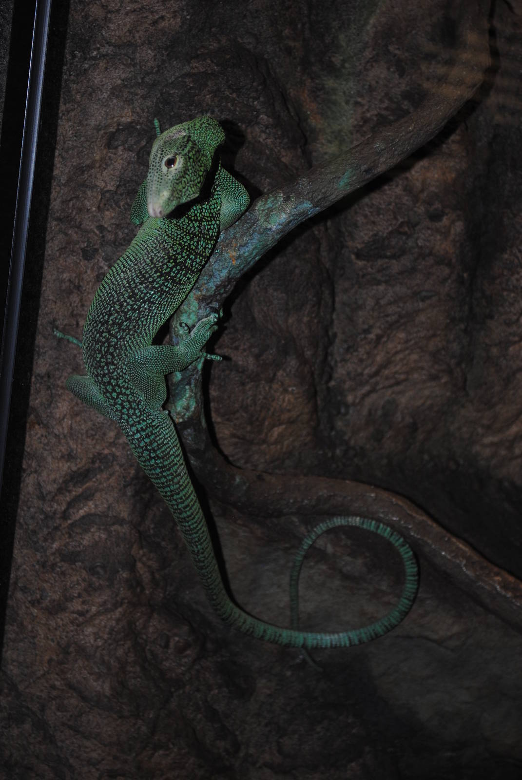 Emerald Tree Monitor